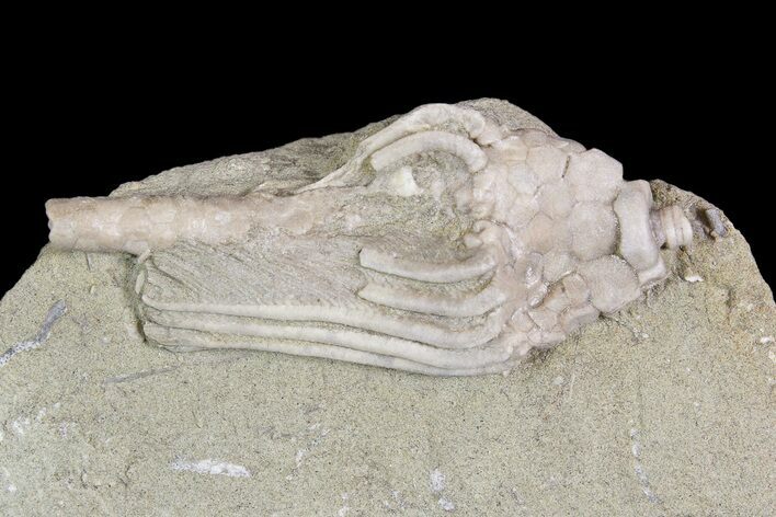 Crinoid (Macrocrinus) Fossil - Crawfordsville, Indiana #92519